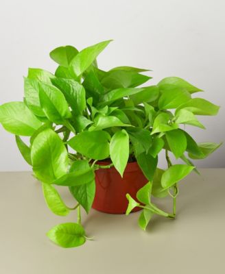 House Plant Shop