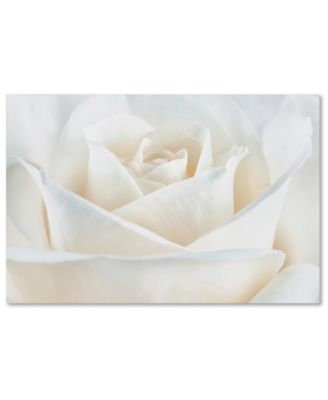 Trademark Global - Cora Niele Pure White Rose 22" x 32" Canvas Art Print