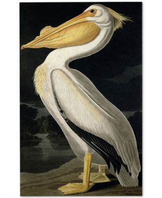 Trademark Global - John James Audubon 'American White Pelican' Canvas Wall Art