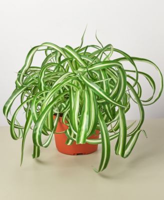 House Plant Shop