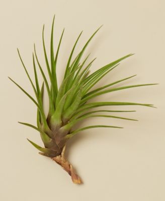 House Plant Shop