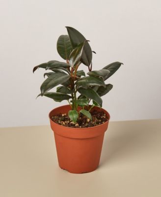 House Plant Shop