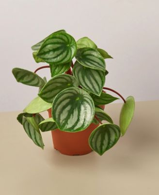 House Plant Shop